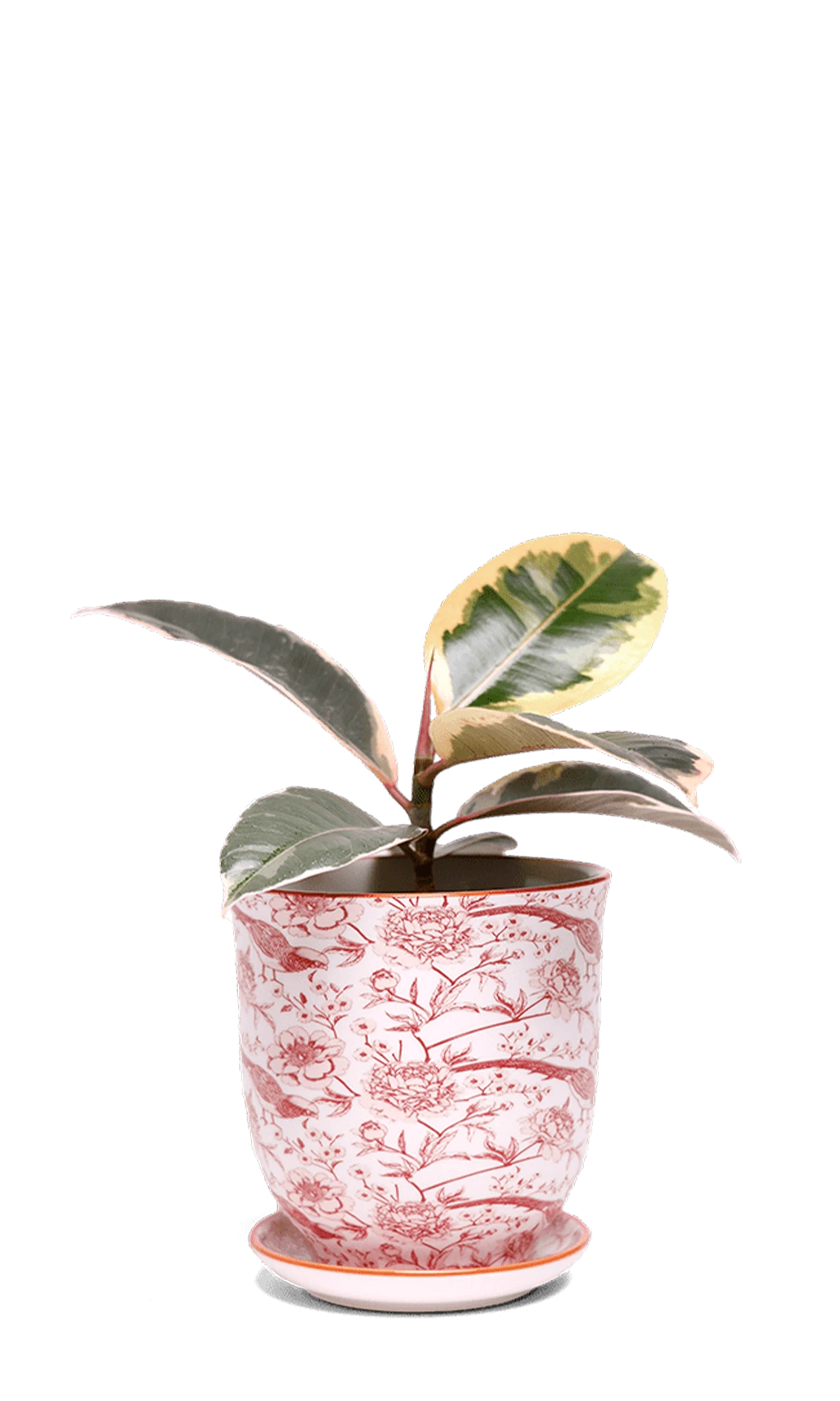 Chive Liberte medium red pheasant porcelain pot with drainage and saucer styled with a plant.