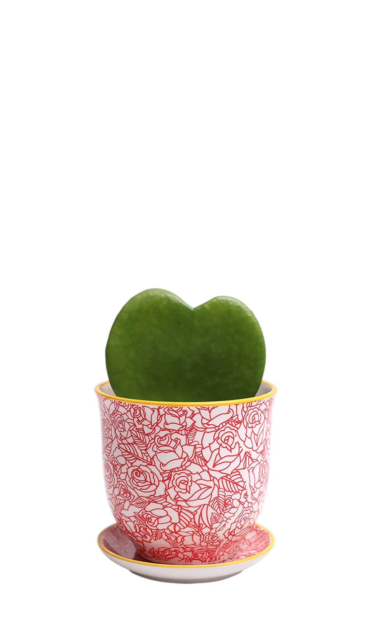 Chive Liberte medium red roses porcelain pot with drainage and saucer styled with a hoya kerrii plant.