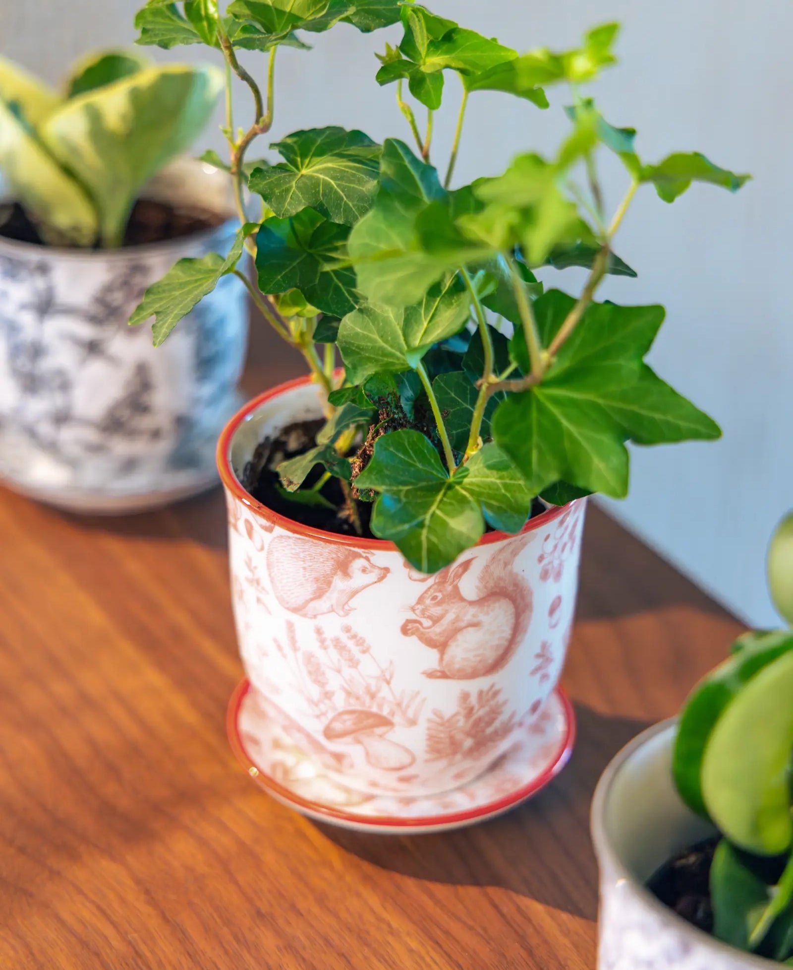 Chive Liberté small planter in red squirrels print with a red rim and saucer, styled with an ivy on a wood surface.