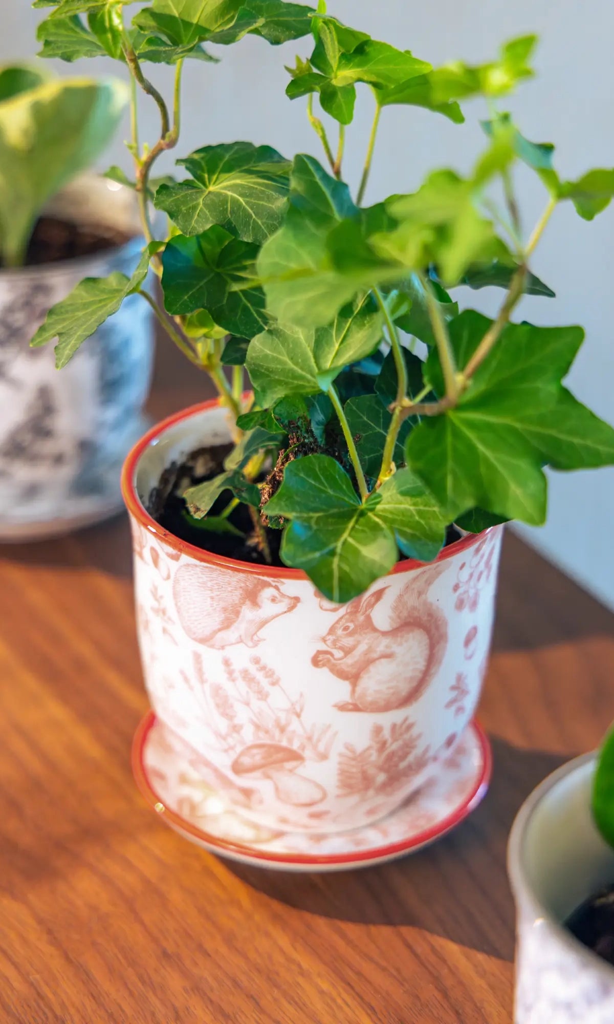 Chive Liberté small planter in red squirrels print with a red rim and saucer, styled with an ivy on a wood surface.