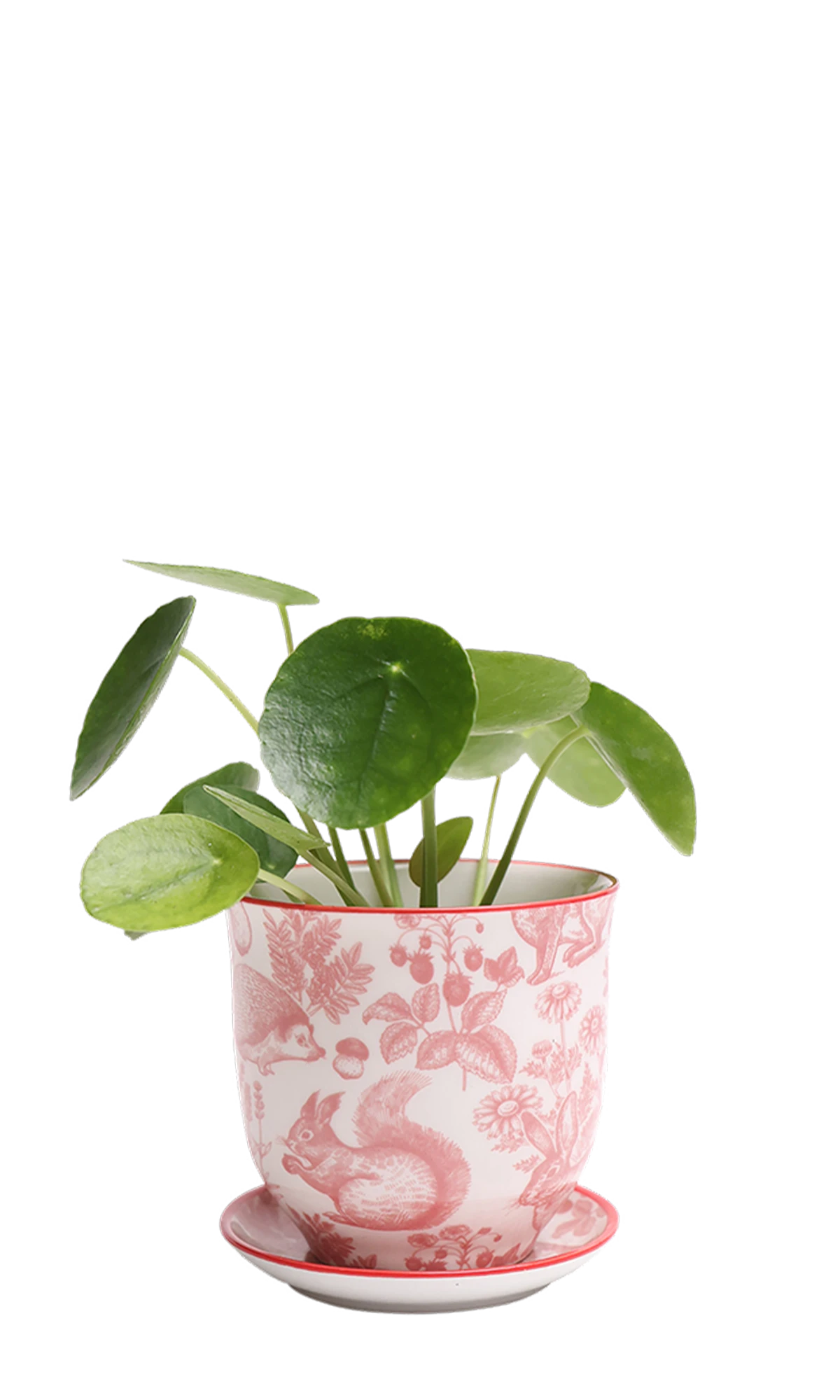 Chive Liberte small red squirrels porcelain pot with drainage and saucer styled with a plant.