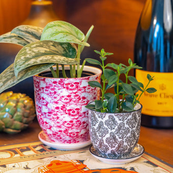 Chive Liberté planters in skull and black owls prints, styled with a silver satin pothos and peperomia on a kitchen table.