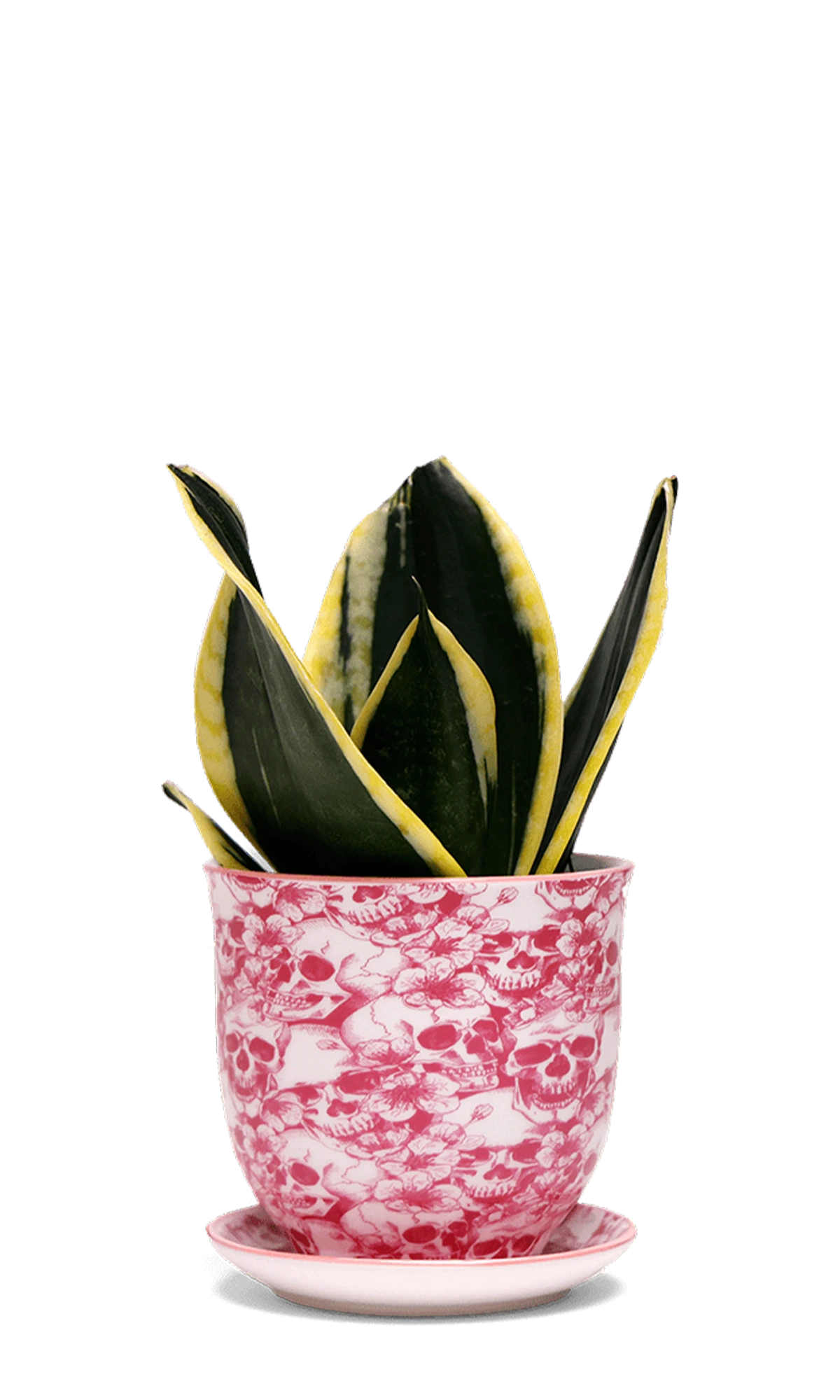 Chive Liberte small skull porcelain pot with drainage and saucer styled with a snake plant.
