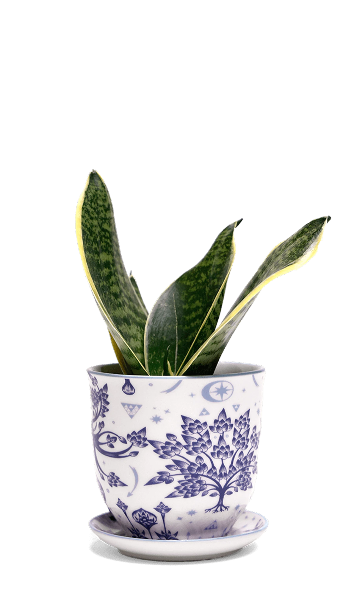 Chive Liberte medium stag porcelain pot with drainage and saucer styled with a snake plant.