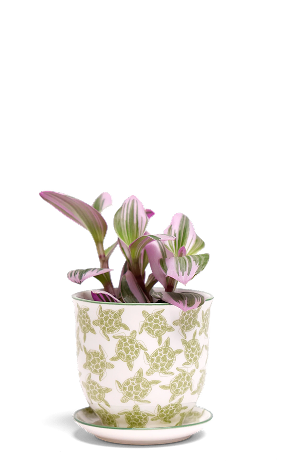 Chive Liberte small turtles porcelain pot with drainage and saucer styled with a plant.