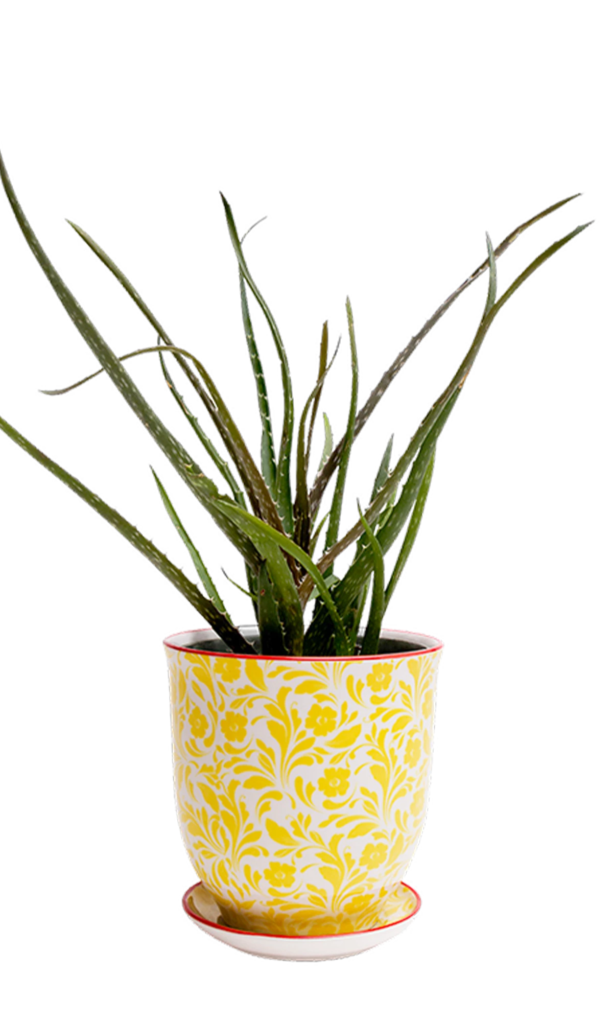 Chive Liberte medium yellow flowers porcelain pot with drainage and saucer styled with a plant.