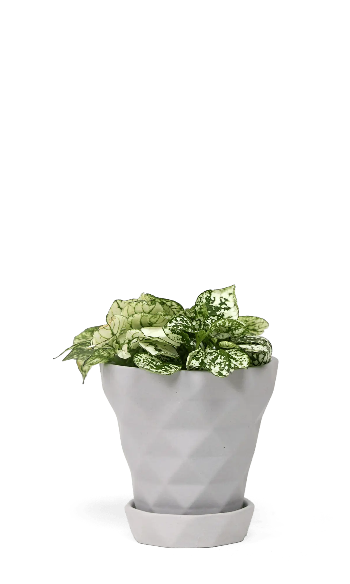 Chive Diamond light grey geometric faceted ceramic small planter holding a polka dot plant.
