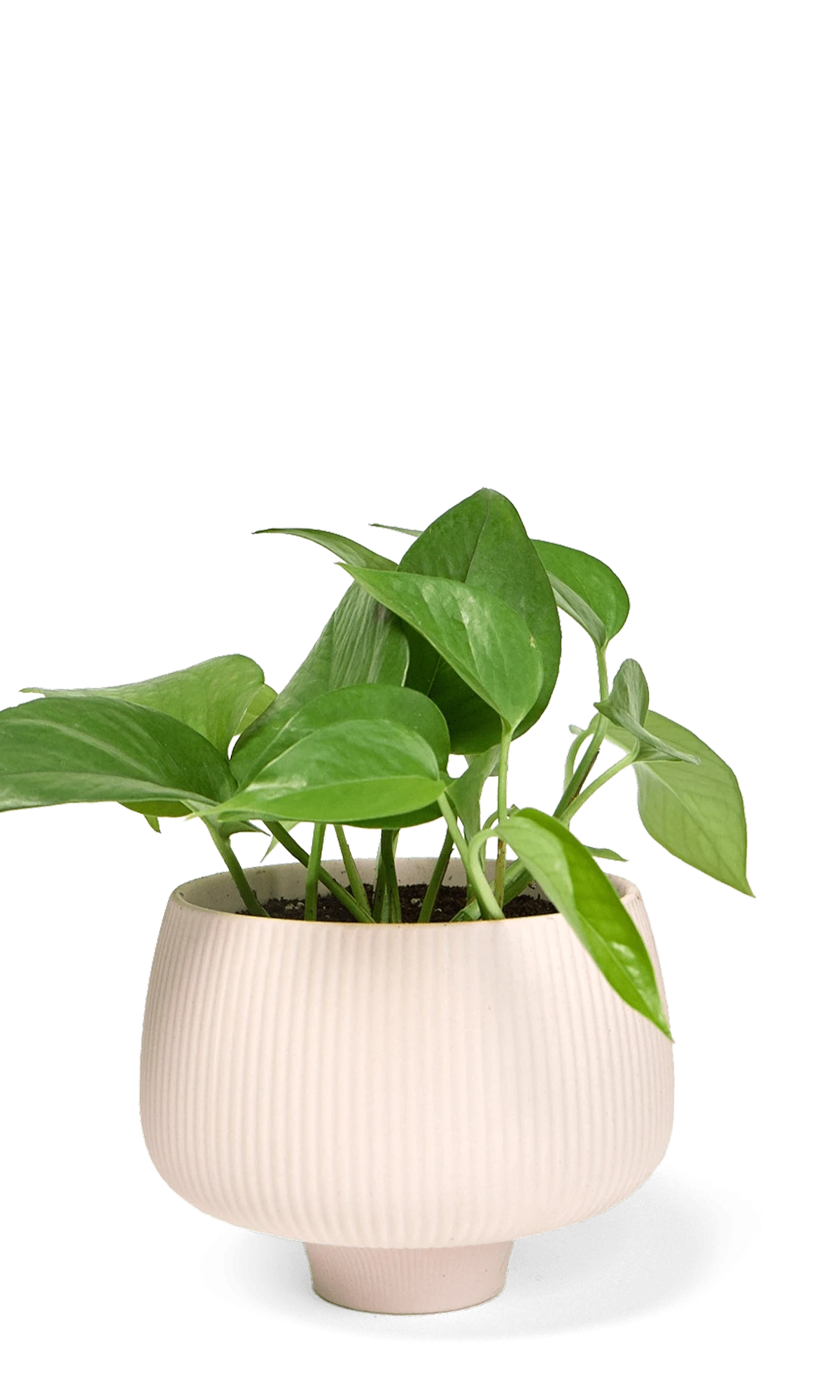 Chive Lilo pink blush porcelain large planter styled with a plant.