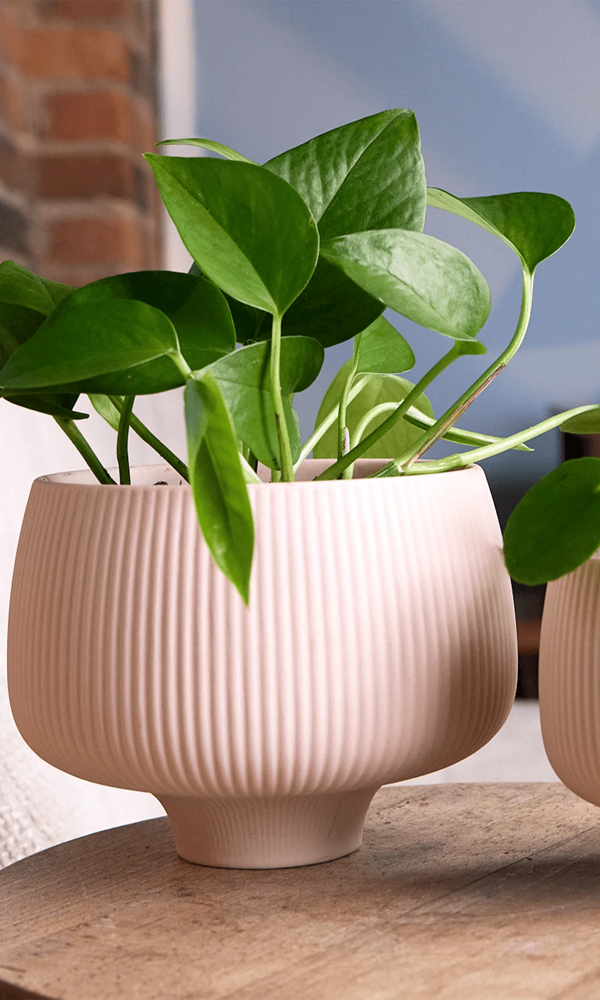 Two Chive Lilo pink blush porcelain planters in large and small styled with plants on a wood table in a bright room.