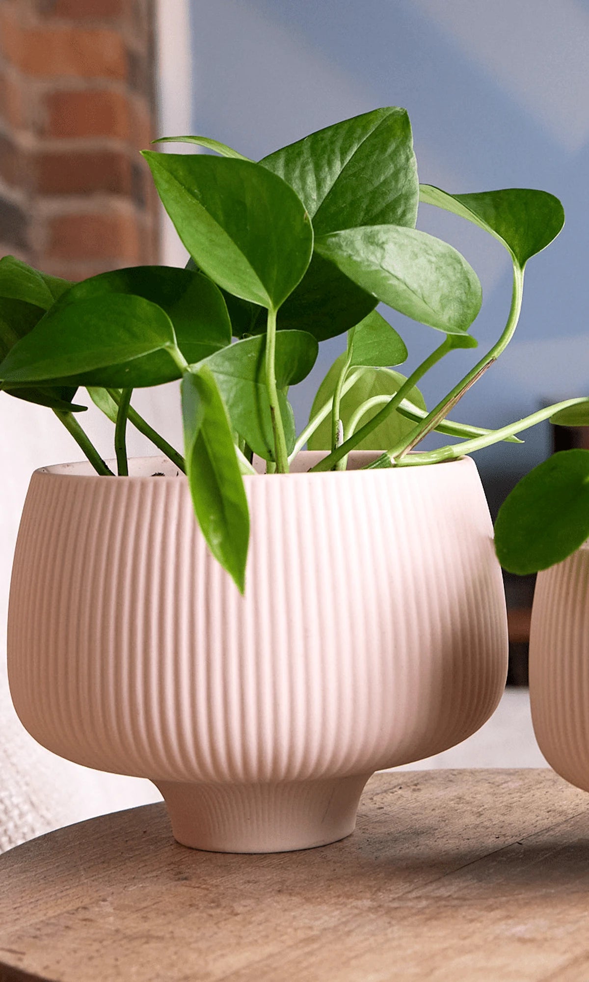 Two Chive Lilo pink blush textured porcelain small planters styled with plants on a wood table indoor.