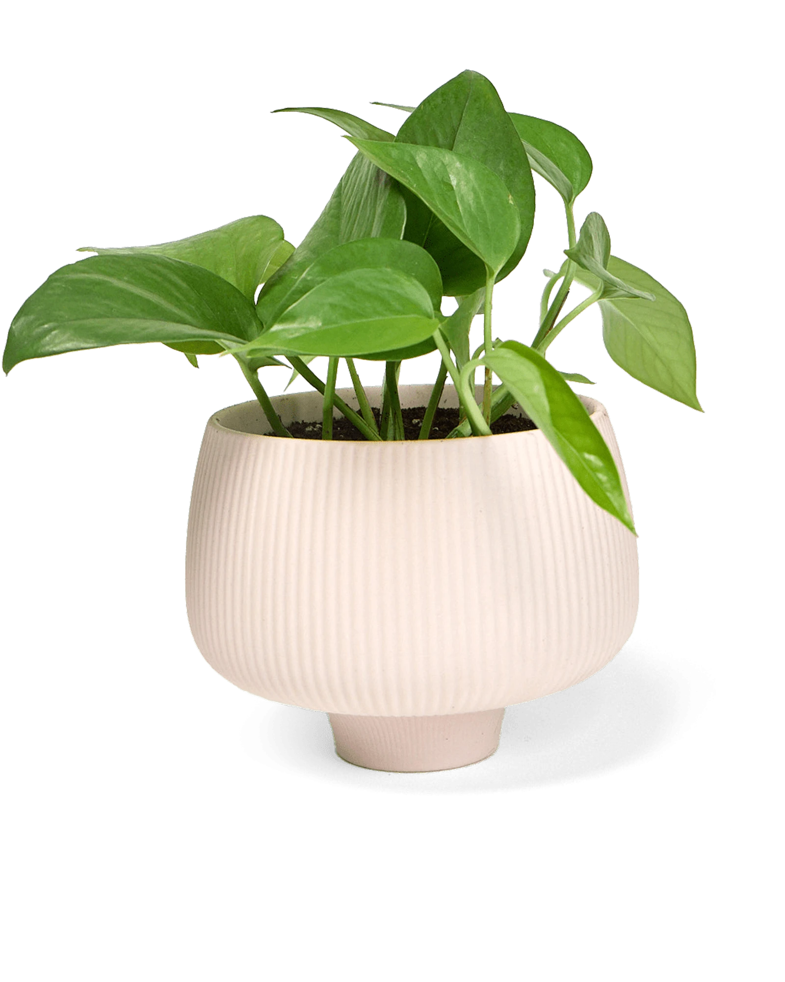 Chive Lilo pink blush textured porcelain small planter styled with a plant.