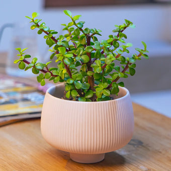 Chive Lilo pink blush textured porcelain small planter styled with a plant on a wood table in a bright room.