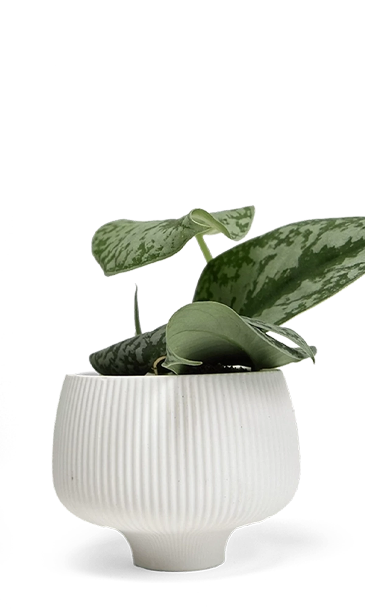 Chive Lilo white porcelain large planter styled with a plant.