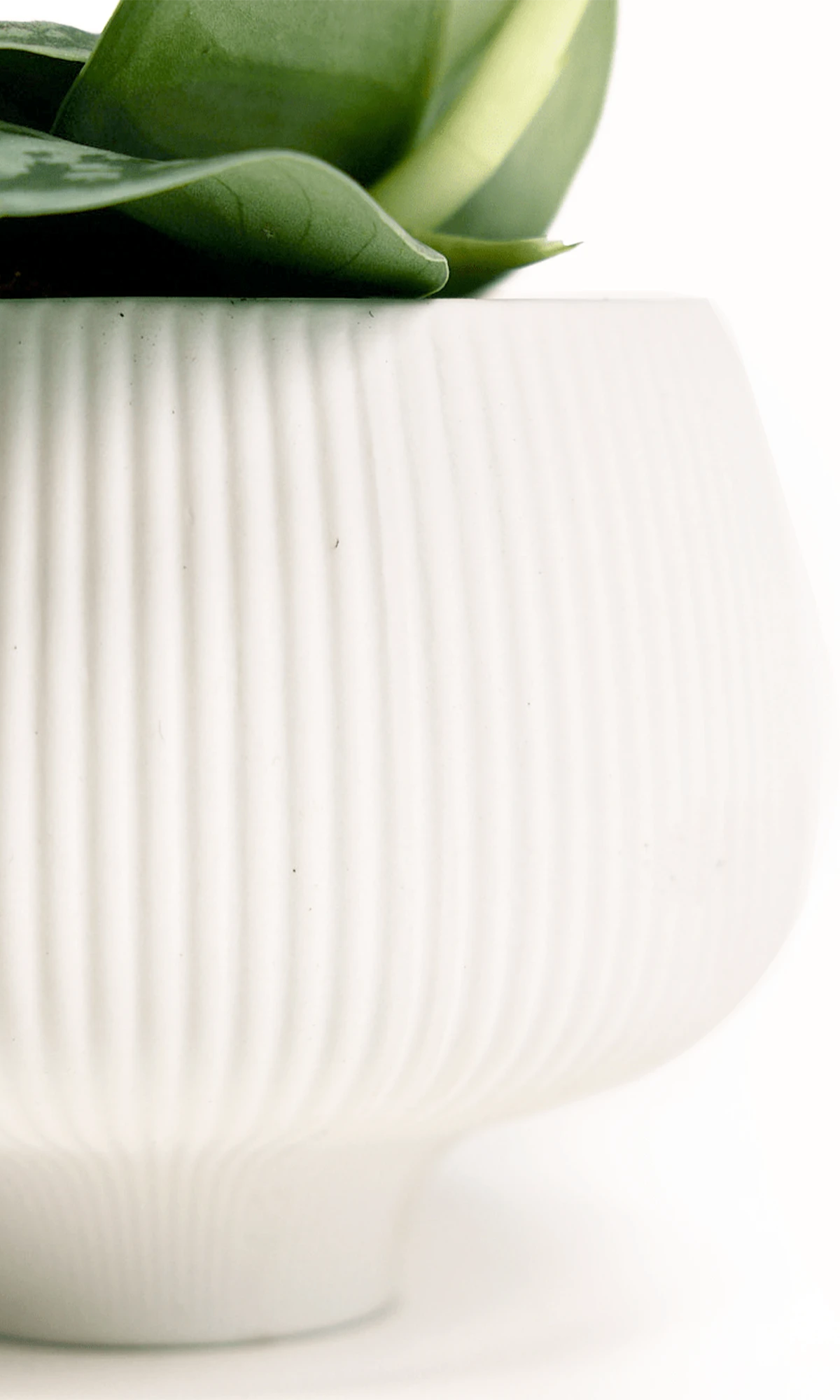 Close-up of the ribbed texture on a Chive Lilo white porcelain large plant pot.