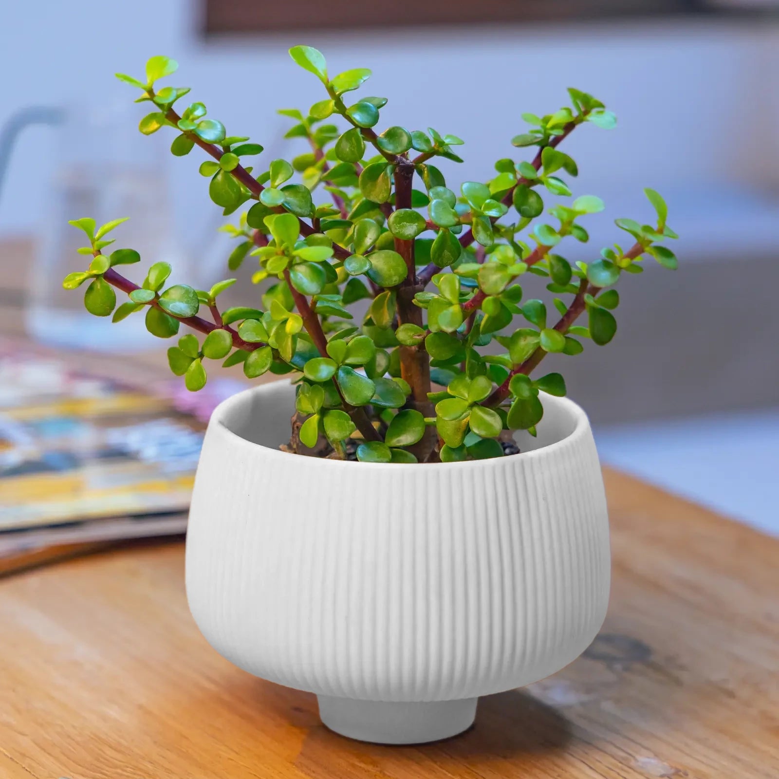 Chive Lilo white textured porcelain small planter styled with a plant on a wood table in a bright room.