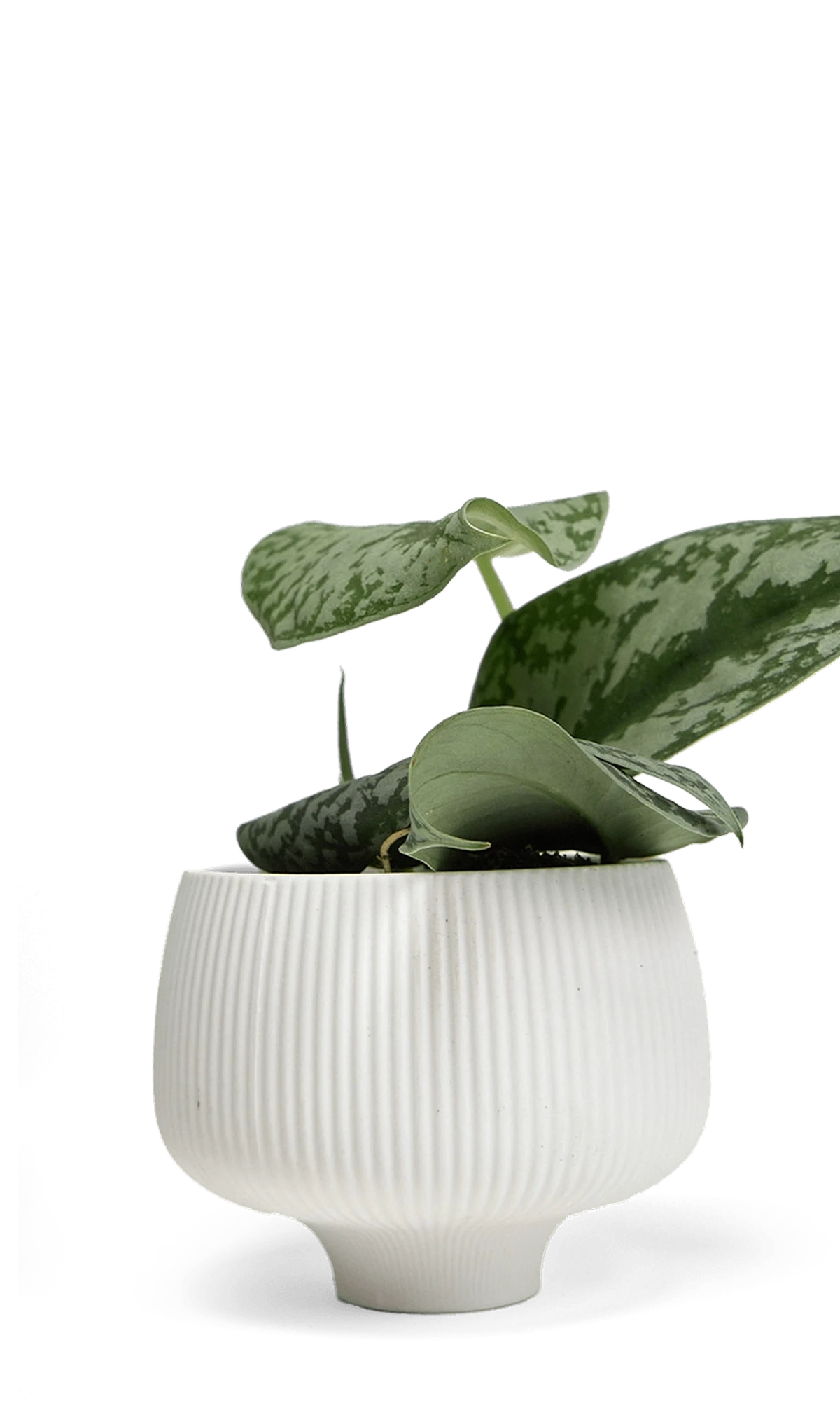 Chive Lilo white textured porcelain small planter styled with a plant.
