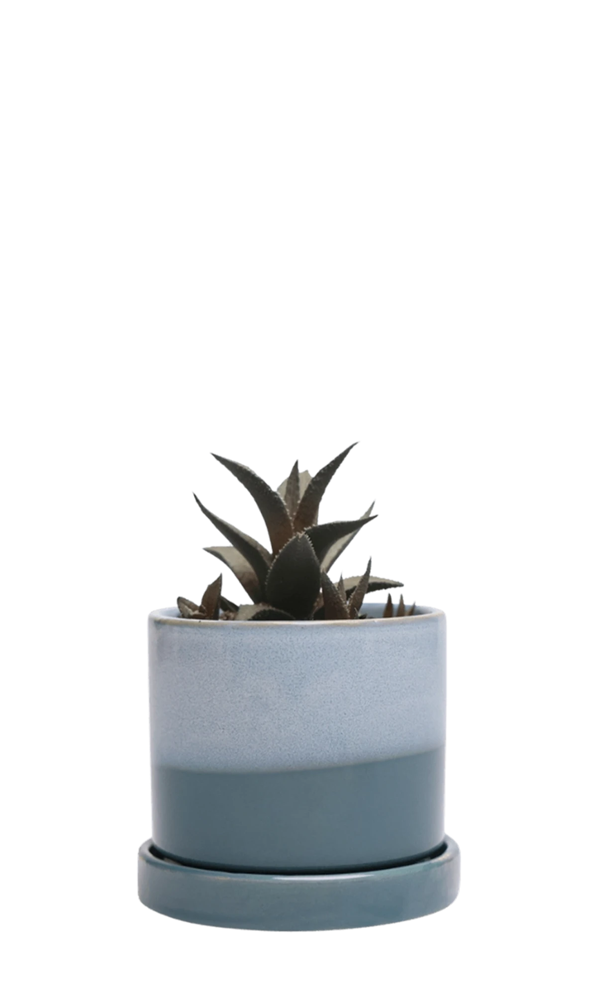 Chive Minute small blue aqua ceramic pot with drainage hole and detachable saucer styled with a succulent.