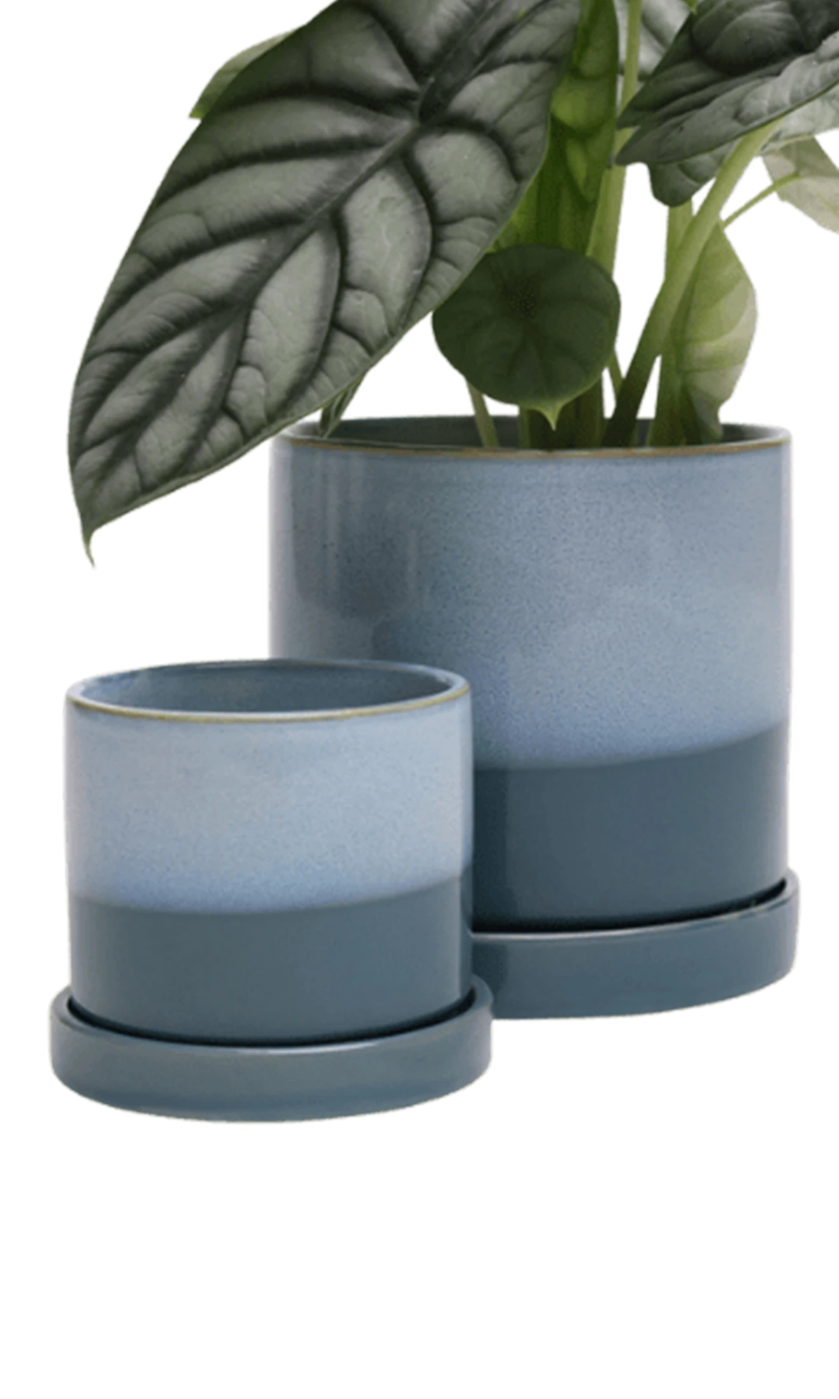 Two Chive Minute blue aqua ceramic pots with drainage and detachable saucers in size small and medium styled with a plant.