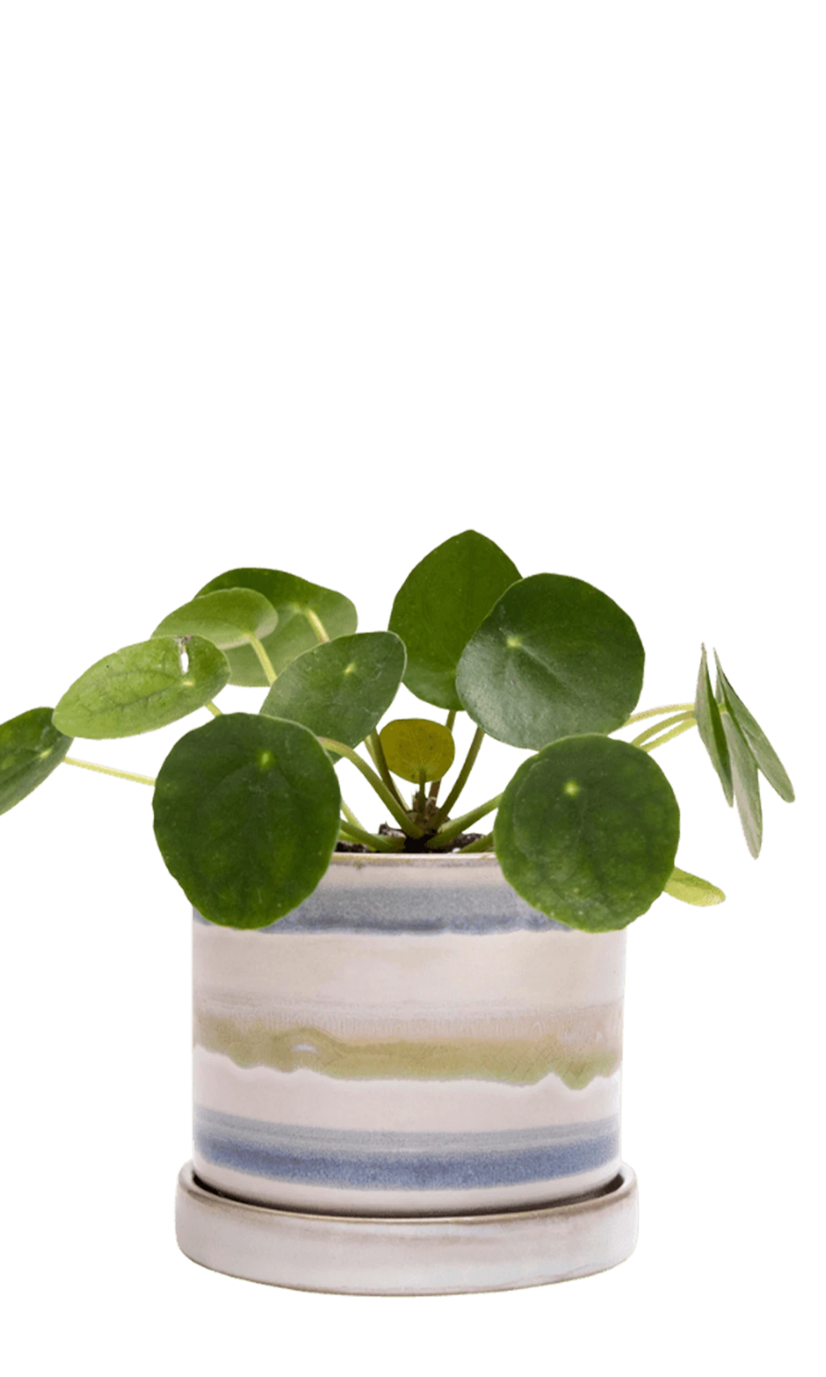 Chive Minute small blue green layers ceramic pot with drainage and saucer styled with a pilea peperomioides.