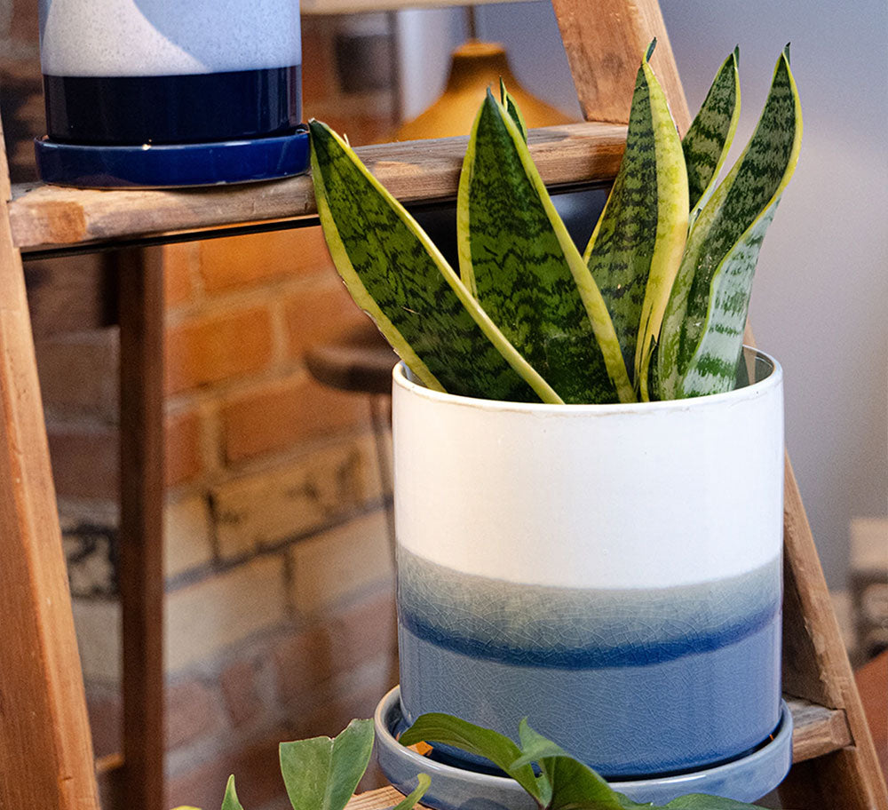 Chive Minute fully glazed large ceramic planter pot in color blue layers styled with a snake plant on a wood ladder indoor.