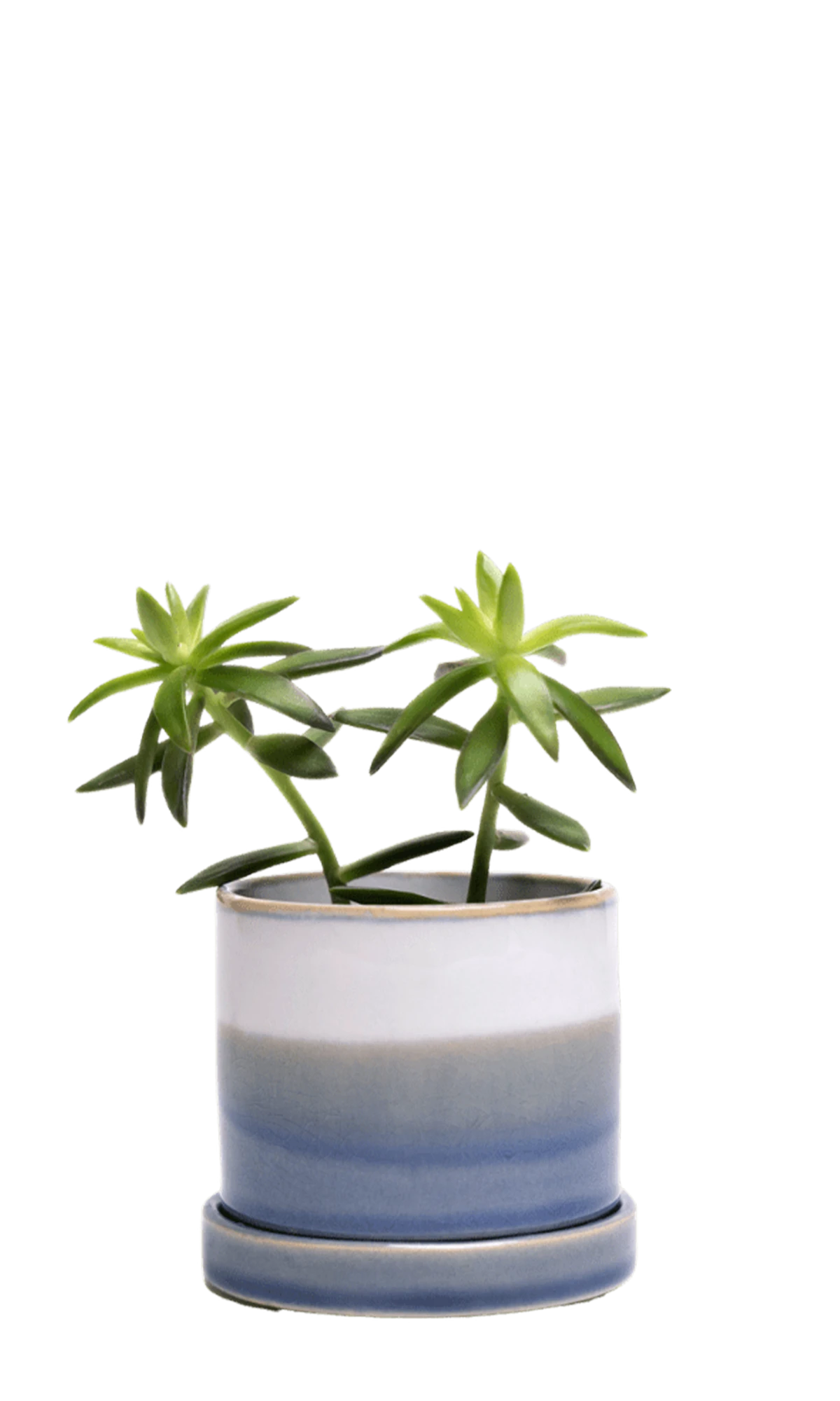 Chive Minute small blue layers ceramic pot with drainage hole and detachable saucer styled with a crassula muscosa.