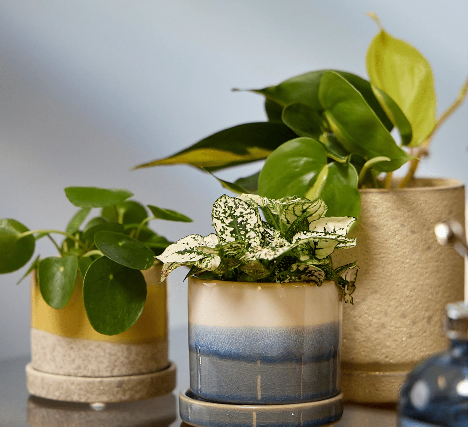Three Chive Minute small ceramic pots in color blue layers, ivory speckles, and yellow styled with plants on a table indoor.
