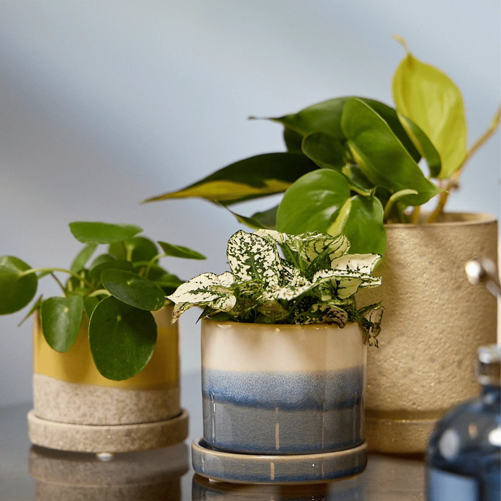 Three Chive Minute small ceramic pots in color blue layers, ivory speckles, and yellow styled with plants on a table indoor.