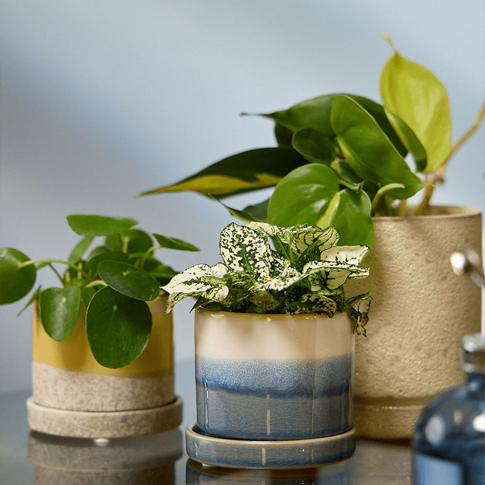 Three Chive Minute small ceramic pots in color blue layers, ivory speckles, and yellow styled with plants on a table indoor.