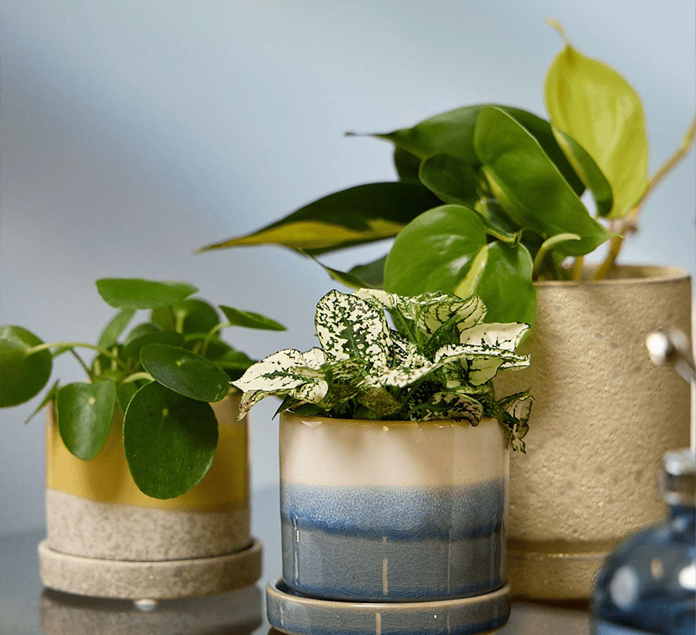 Three Chive Minute small ceramic pots in color blue layers, ivory speckles, and yellow styled with plants on a table indoor.