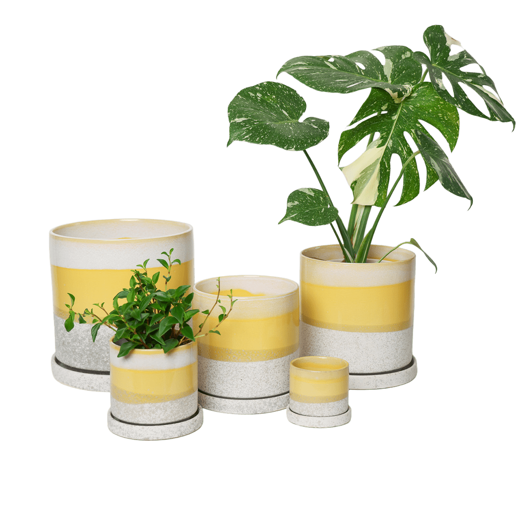Chive Minute boombastic yellow glazed ceramic planters in mini, small, medium, and large sizes.