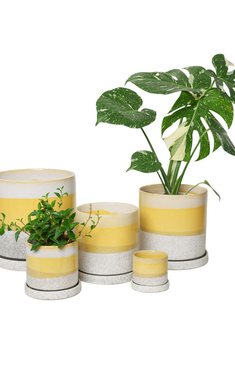 Chive Minute boombastic yellow glazed ceramic planters in mini, small, medium, and large sizes.