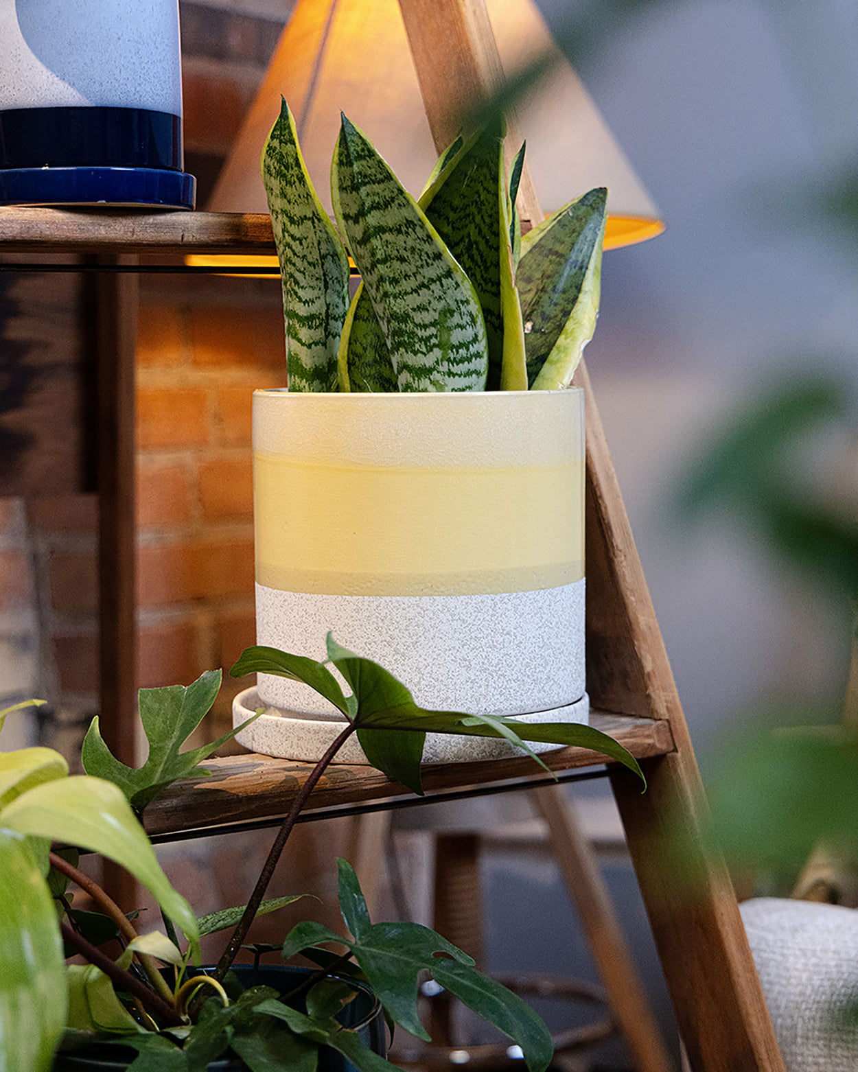 Chive Minute large boombastic ceramic pot with glazed finish styled with a snake plant on a wooden ladder indoor.