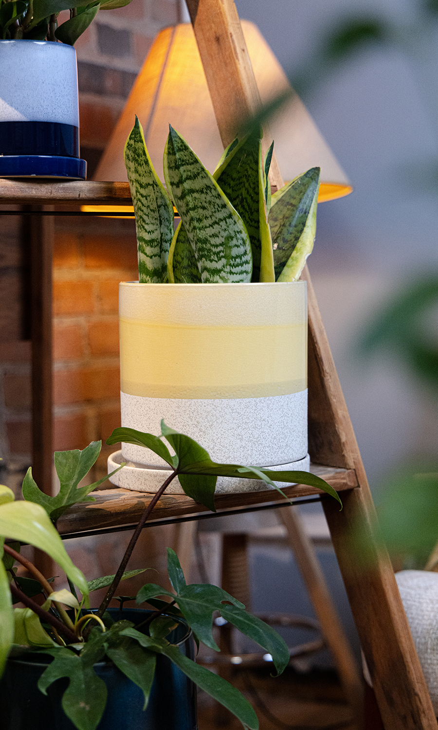 Chive Minute large boombastic ceramic pot with glazed finish styled with a snake plant on a wooden ladder indoor.