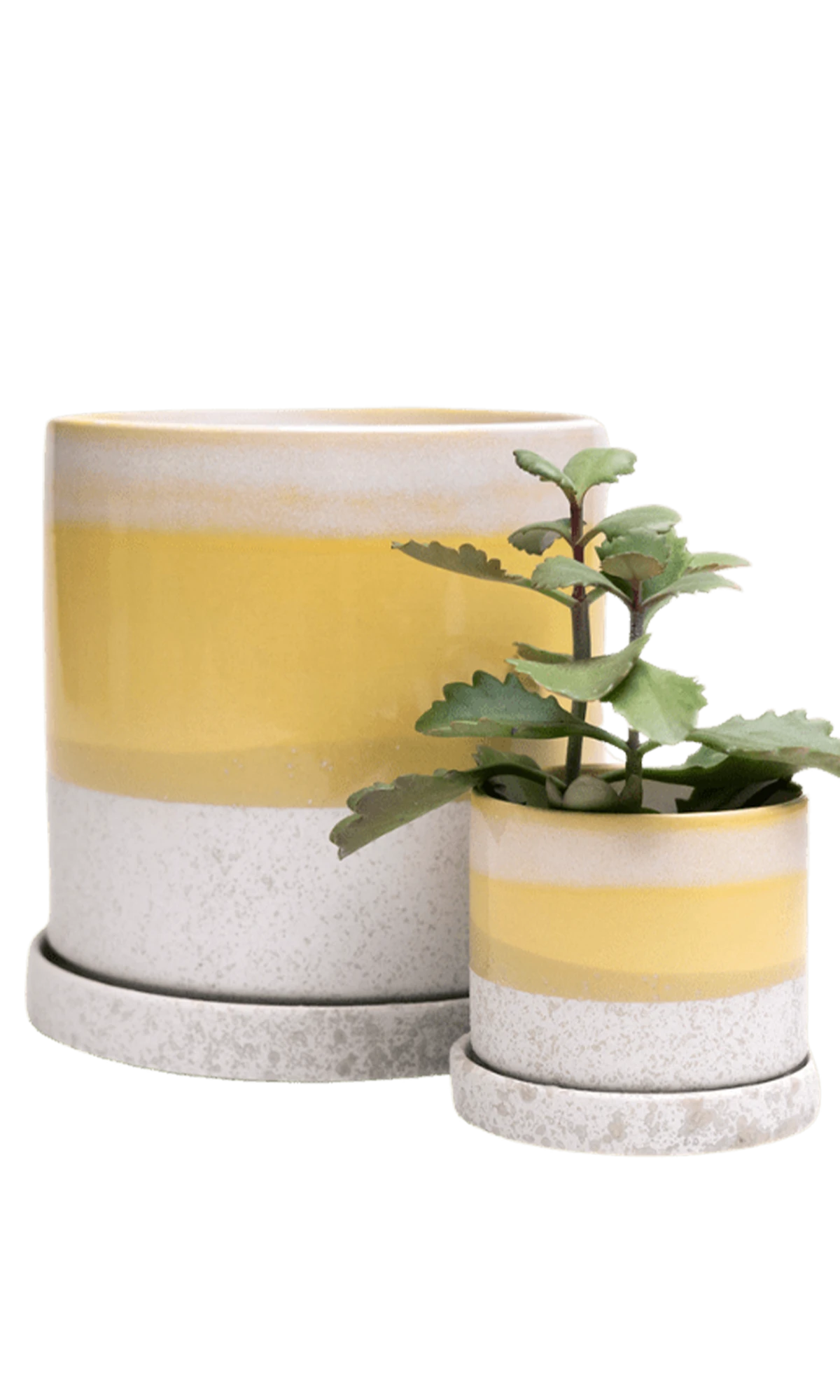 Two Chive Minute bombastic ceramic pots with drainage and detachable saucers in size small and medium styled with a plant.