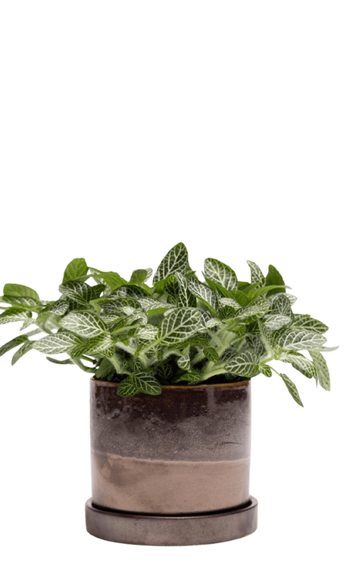 Chive Minute medium bronze speckles ceramic pot with drainage and saucer styled with a fittonia plant.