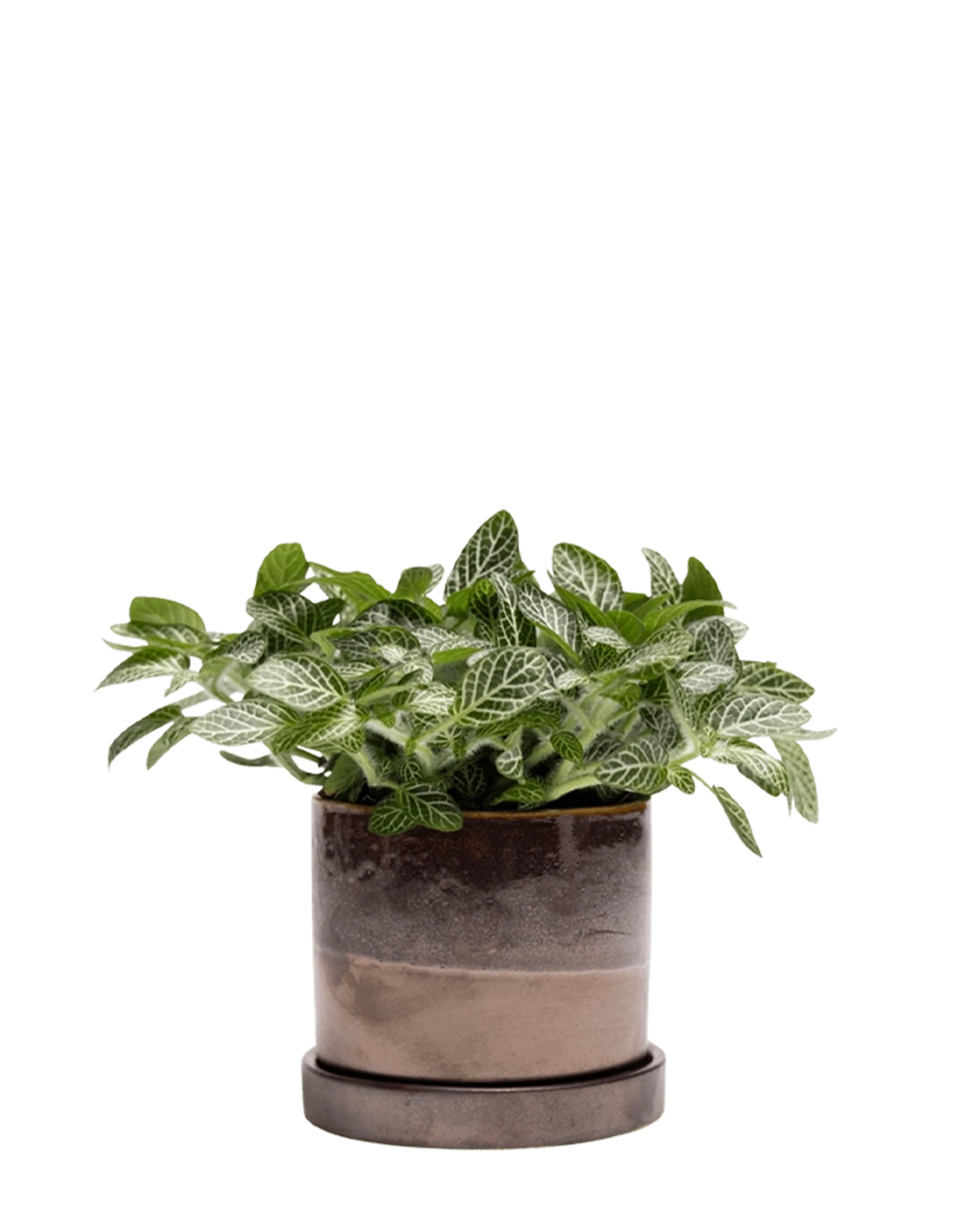 Chive Minute medium bronze speckles ceramic pot with drainage and saucer styled with a fittonia plant.