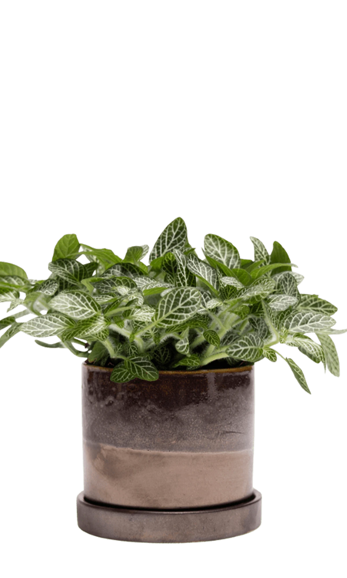 Chive Minute small bronze speckles ceramic pot with drainage hole and detachable saucer styled with a fittonia.