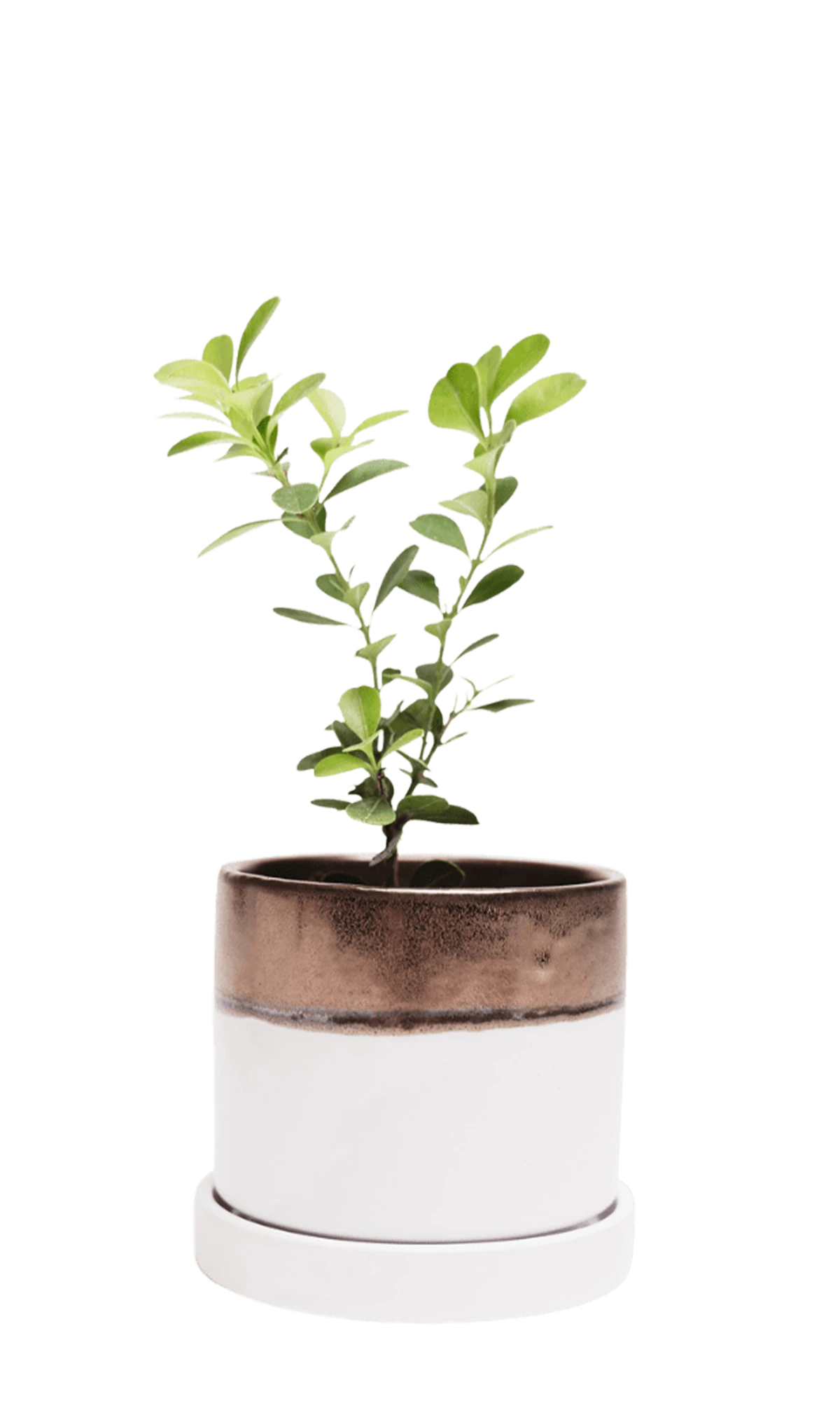 Chive Minute small bronze white ceramic pot with drainage hole and detachable saucer styled with a plant.