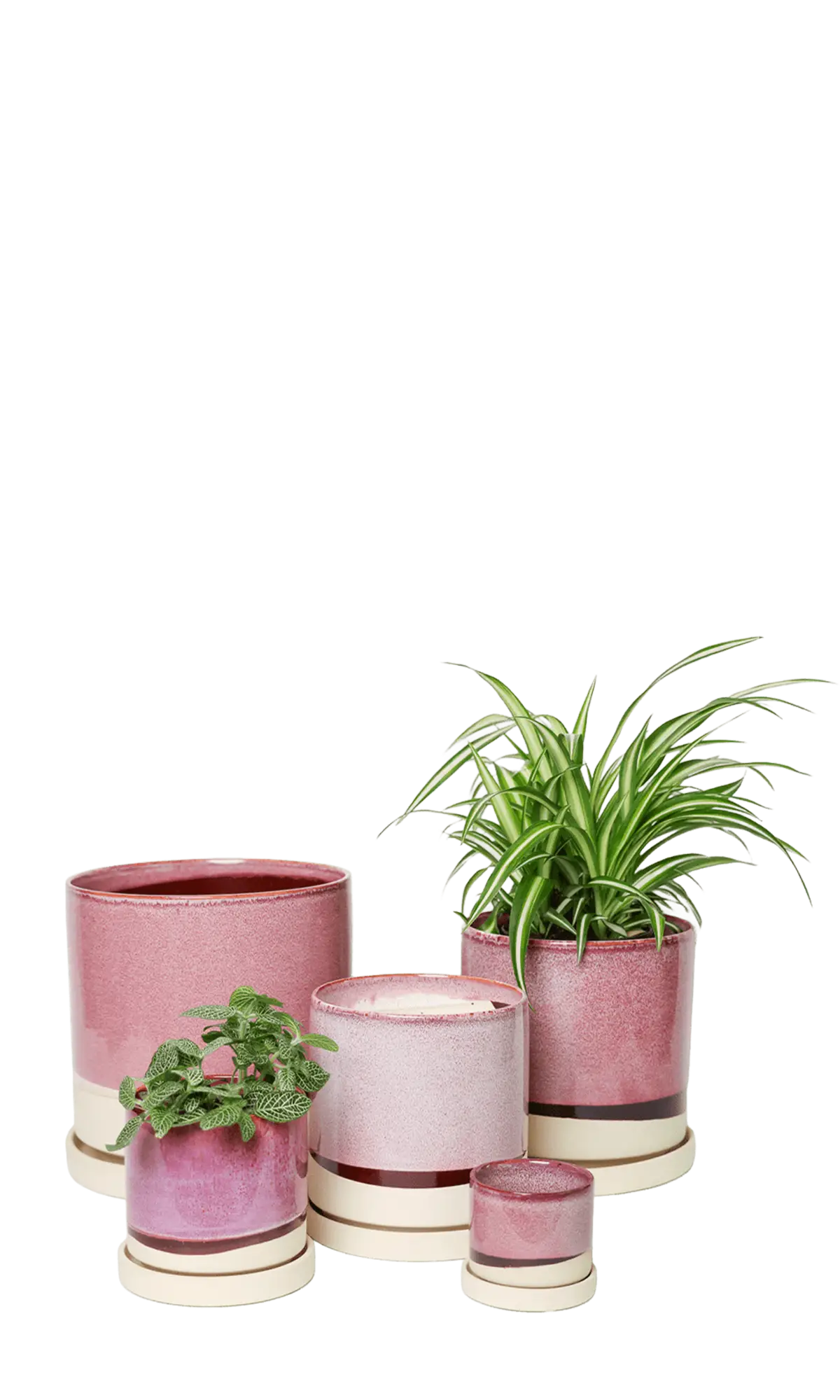 Chive Minute burgundy glazed ceramic planters in mini, small, medium, and large sizes.