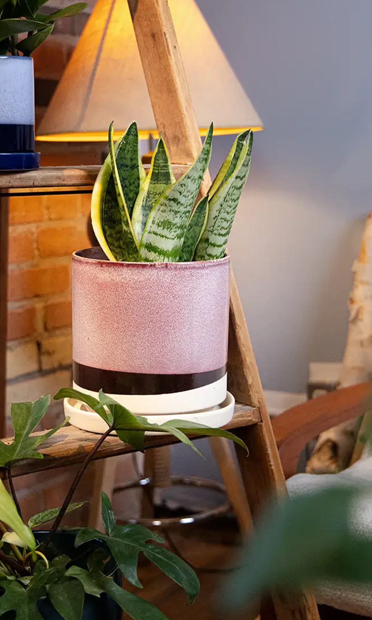 Chive Minute Large burgundy ceramic planter styled with a snake plant on a wooden ladder indoor.