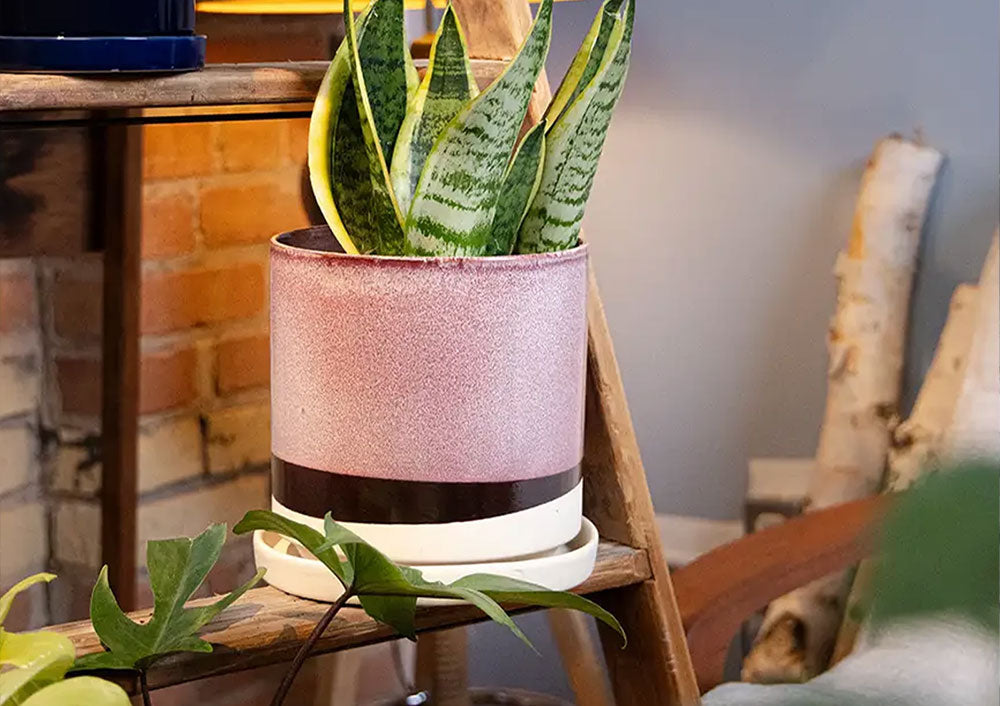 Chive Minute Large burgundy ceramic planter styled with a snake plant on a wooden ladder indoor.