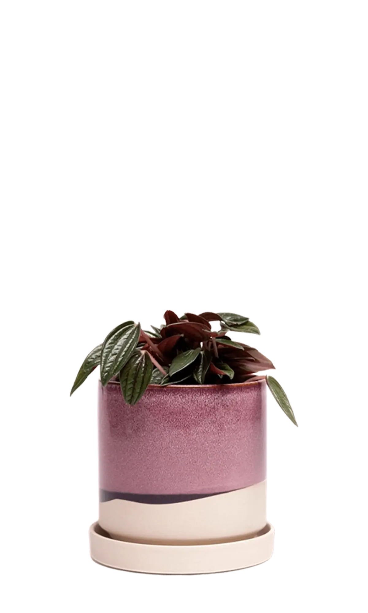 Chive Minute small burgundy ceramic pot with drainage and saucer styled with a peperomia caperata.