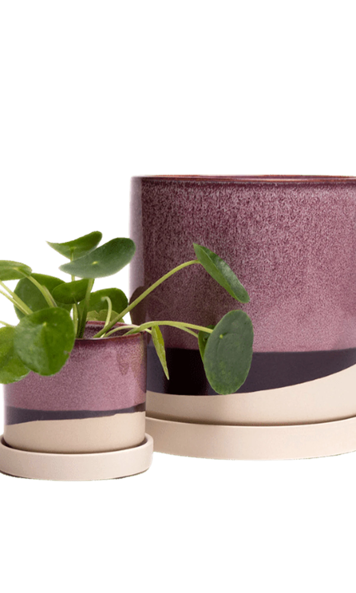 Two Chive Minute burgundy ceramic pots with drainage and detachable saucers in size small and medium styled with a plant.