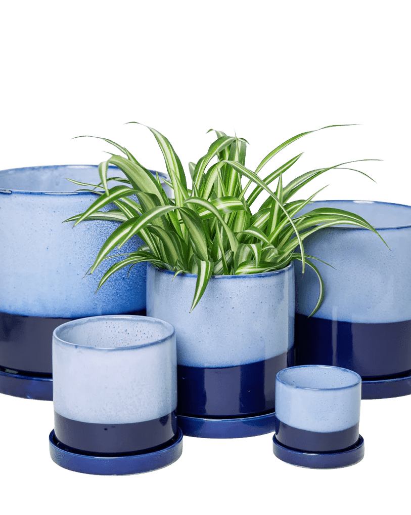 Chive Minute cobalt blue glazed ceramic planters in mini, small, medium, and large sizes styled with a spider plant.