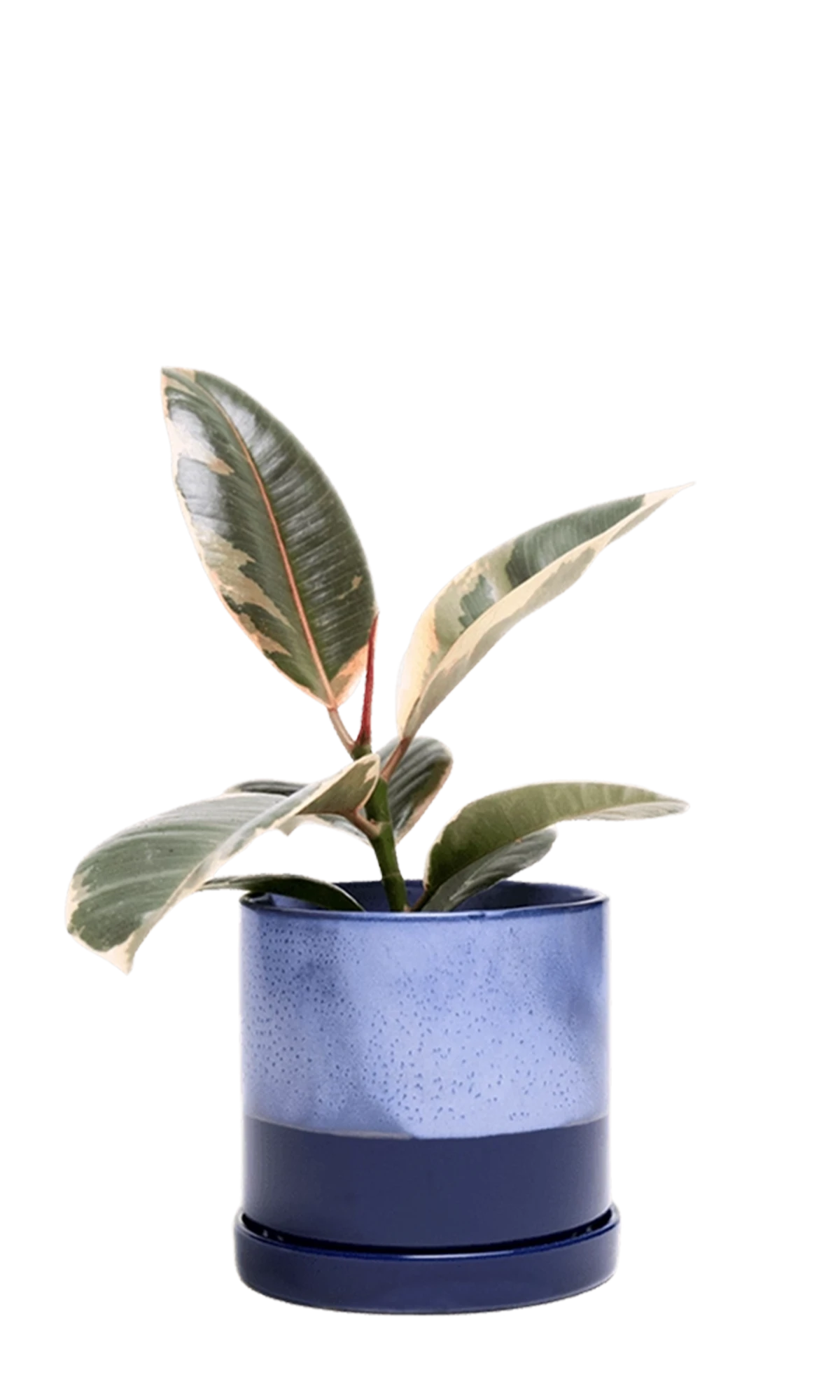 Chive Minute medium cobalt blue ceramic pot with drainage and saucer styled with a plant.