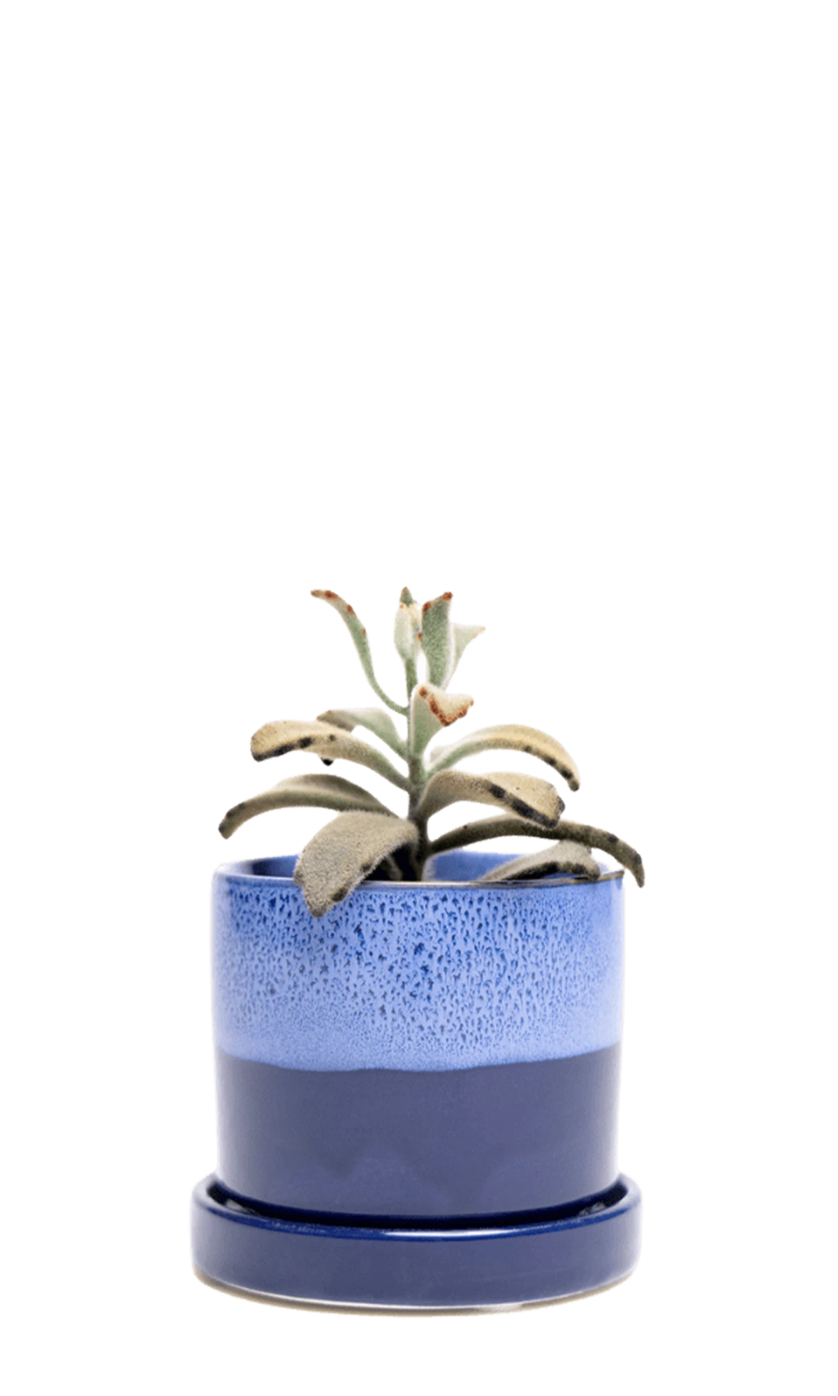 Chive Minute small cobalt blue ceramic pot with drainage and detachable saucer styled with a succulent.