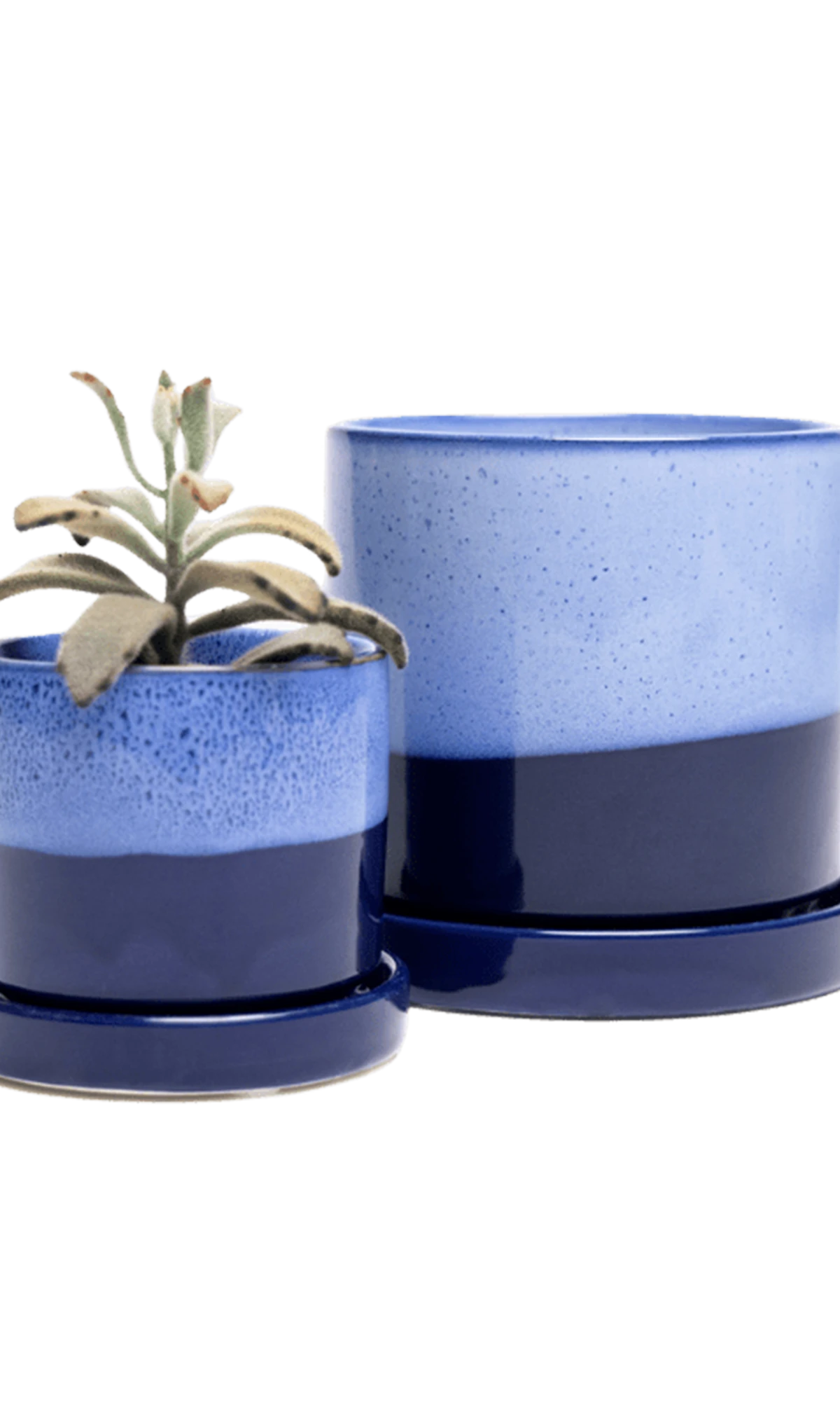 Two Chive Minute cobalt blue ceramic pots with drainage and detachable saucers in size small and medium styled with a succulent.