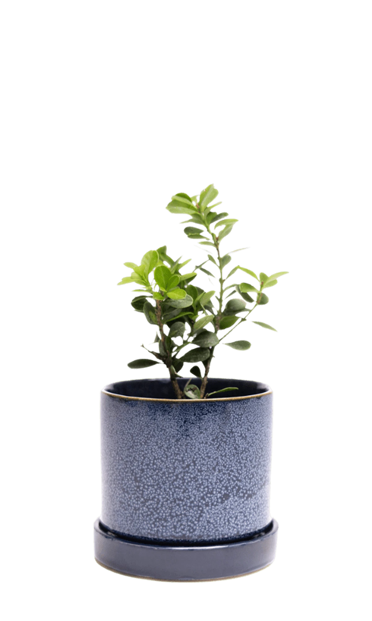 Chive Minute medium cosmos ceramic pot with drainage and saucer styled with a plant.