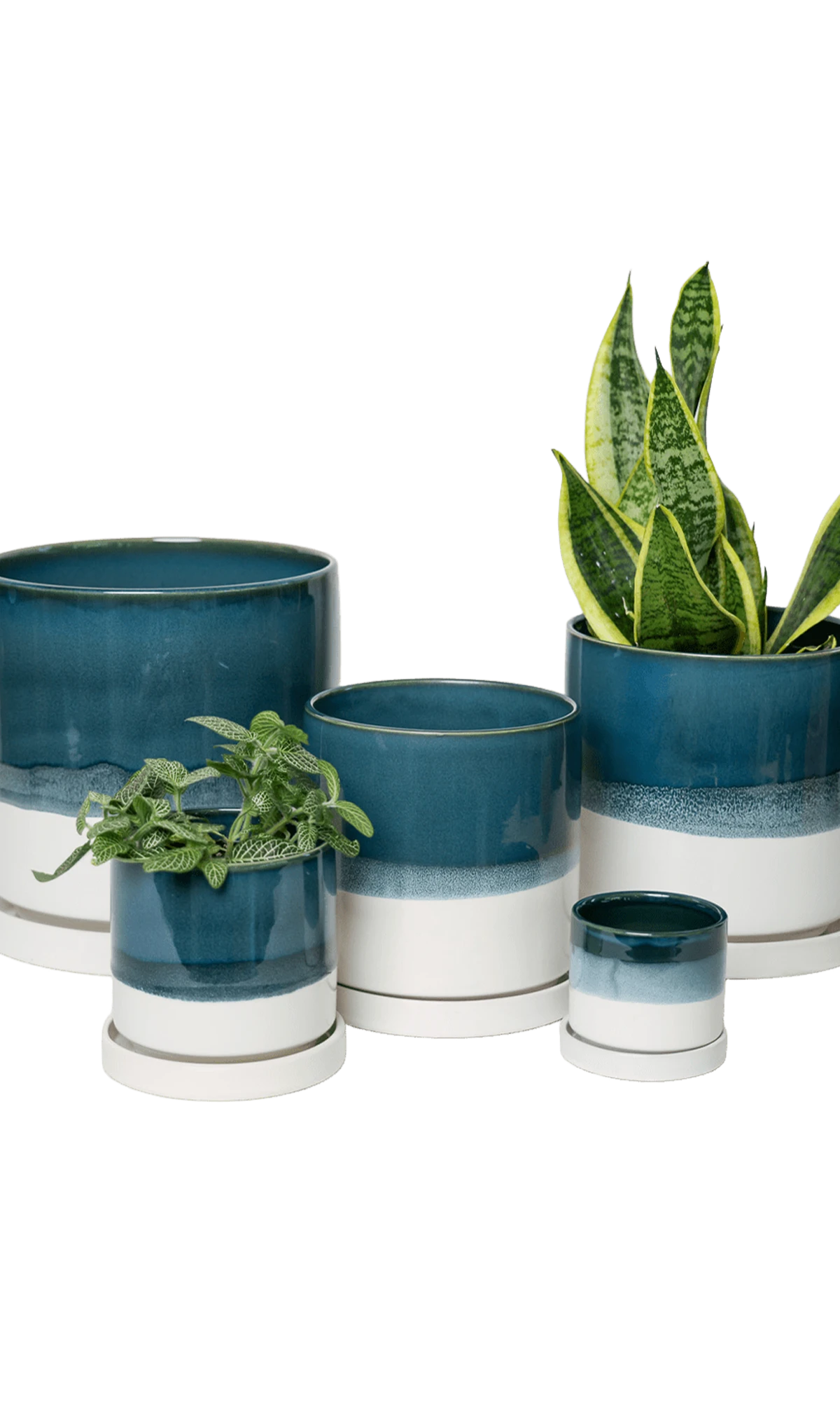 Chive Minute green blue fully glazed ceramic planter pots in multiple sizes styled with plants.