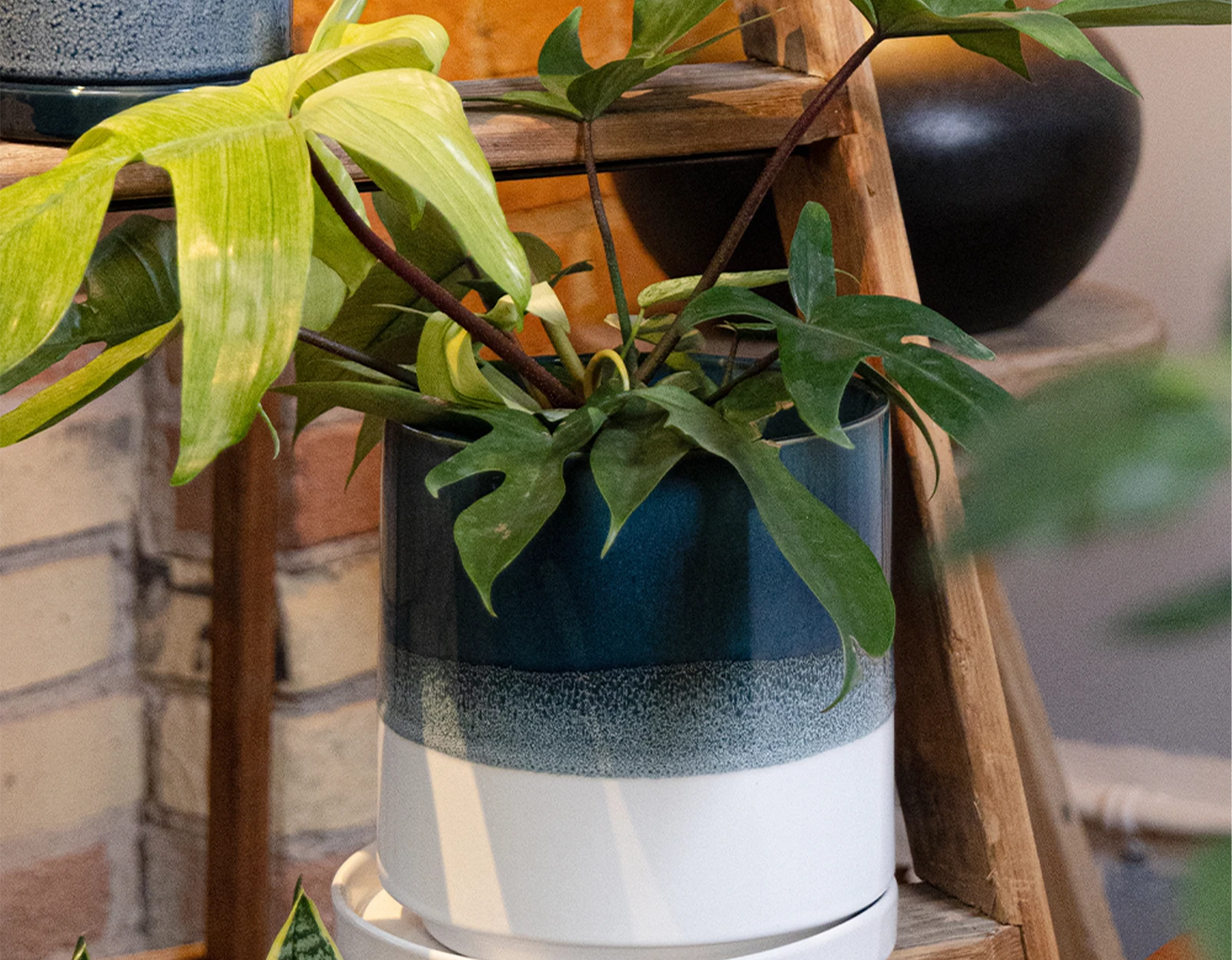 Chive Minute large green blue fully glazed ceramic planter pot styled with a plant on a wood ladder indoor.